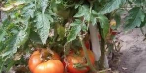 Rani kralj rajčice: recenzije, fotografije